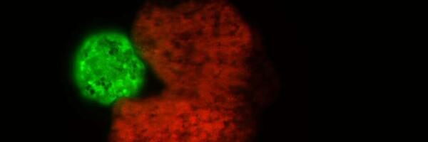 Prvi živi roboti koji se mogu samoreplikovati