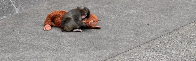 Zbog majmunčeta Panča plaču ljudi širom sveta: Majka ga odbacila, ali je utehu pronašao... (VIDEO)