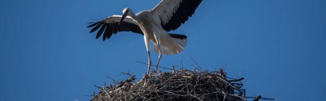 "Rode su simbol dece, donele nam obdanište": Isti par ptica se već 26 godina vraća na isti dimnjak u Loznici