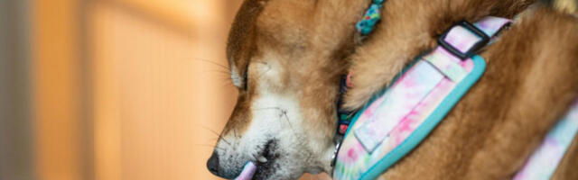 Пас жвакао батерију и замало изазвао пожар у породичној кући