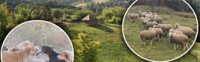 Krvoločne zveri zaklale jagnje! Meštani u strahu, u blizini je škola napašće decu (FOTO)
