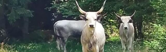 Misterija na Tari: Podolska goveda danima slobodno šetaju nacionalnim parkom, niko ne zna čija su FOTO