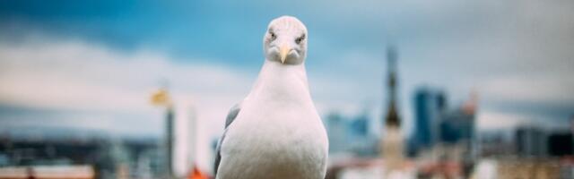 Galeb 'Stiven Seagal' teroriše turiste u primorskom gradu