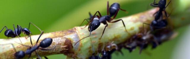 Studija pokazala: Mladi mravi "mole" da budu ubijeni kada su bolesni