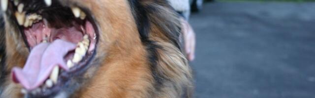 Pas zaklao 20 ovaca na farmi, policija ga lovila jurišnim puškama i sačmaricama: "Možda su preterali"