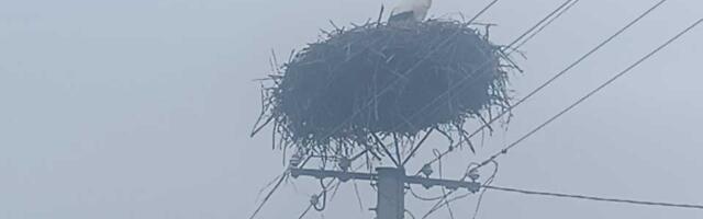 Prvi vesnik proleća sleteo u Taraš: Prvoje ponovo u svom gnezdu!