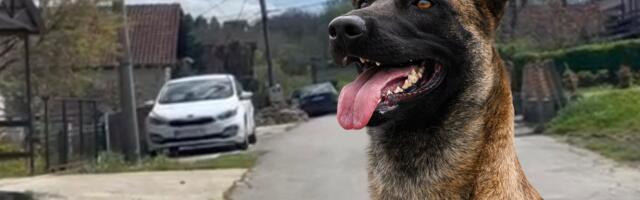 HOROR U SOPOTU: Pas unakazio dete (5) tokom igre! Vlasnik: "Ne znam šta mu je bilo, pas će biti uspavan"