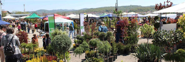 Počinje SAJAM HORTIKULTURE: Sve za dvorišta i bašte po SAJAMSKIM CENAMA na platou Šumadija sajma