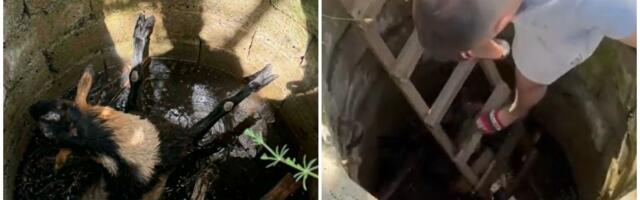 Jarac pobegao iz štale u Paraćinu, pa upao u bunar i počeo da se davi: Nikola skočio u pomoć, sve snimljeno!