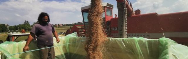 PROIZVOĐAČI PŠENICE OVE GODINE ZADOVOLJNO ĆE TRLJATI RUKE! Ambari će biti puni!