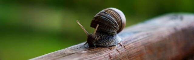 8 načina da se rešite puževa