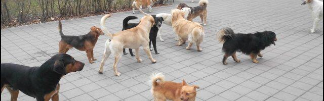 Koje traume i posledice ostavljaju psi lutalice? (VIDEO)