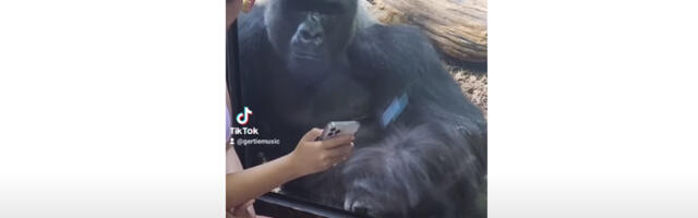 Majmuni se navukli na shorts