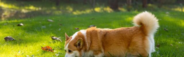 Zašto psi prave čitavu predstavu pre obavljanja nužde: Njuškanje, biranje, kruženje, vraćanje...