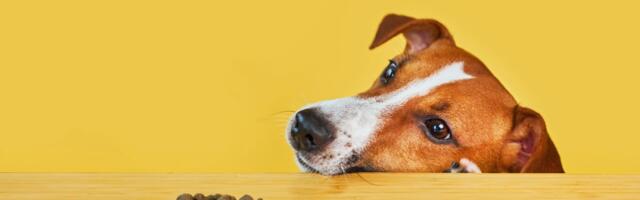 Svi znamo za probiotik, a jeste li čuli za PREBIOTIK i kako utiče na kožu i dlaku psa