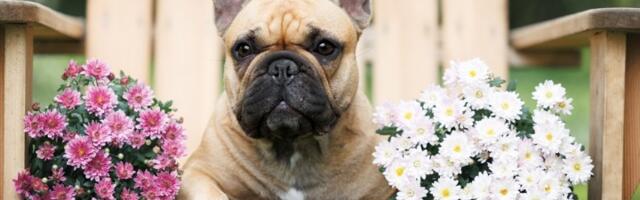 6 NAJSKUPLJIH I NAJZAHTEVNIJIH rasa pasa