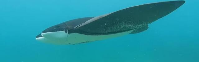 Kineska “raža” stiže iz dubina: Novi dron za lov na podmornice