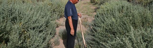 Kinezi zasadili oko 78 milijardi stabala za 48 godina: Nova studija otkriva šta se promenilo