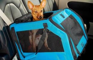Auto sedišta za pse koja menjaju pravila igre