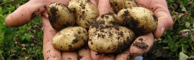 Poljoprivredno gazdinstvo Sarvak planira da sadi krompir na većoj površini