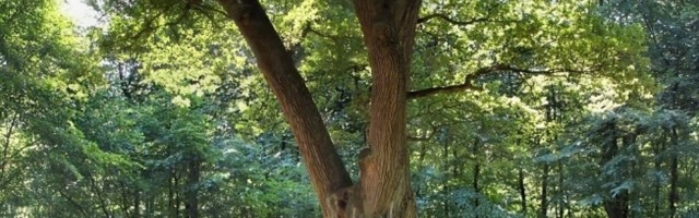 Star je više od 500 godina i ima svoju adresu od 1927. godine: Mladoženjin hrast u Eutinu, pošalji pismo i pronađi ljubav