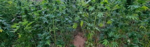 NA ORANICI KOD NIŠA PRONAĐEN ČITAV ZASAD KANABISA! 401 biljka uzgajana na njivi, uhapšen muškarac! (FOTO)