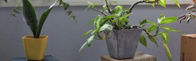 Najbolja domaća prihrana za biljke: Samo dva sastojka i bujaće kao lude