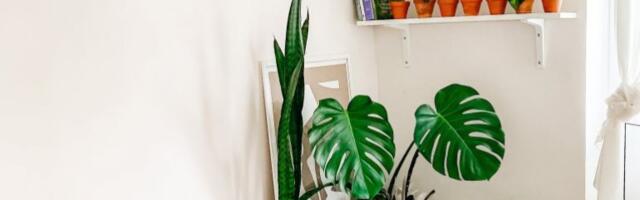 ZELENA TERAPIJA: Ove sobne biljke privlače sreću i ljubav