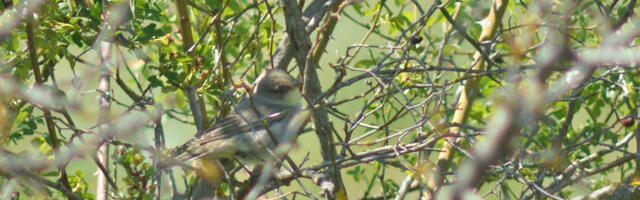 U Srbiji otkrivena nova vrsta ptice