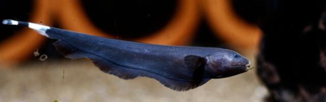 Crni duh ne voli društvo svoje vrste: Električna akvarijumska riba koju možete naučiti da JEDE IZ RUKE