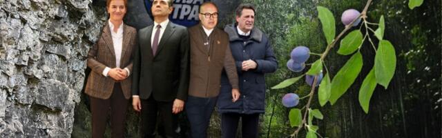 HOĆEMO LI SVI STATI POD JEDAN KAMEN (ŠLJIVU) Idu li ispod Brnabić, Gašić, Vučević i ostali?
