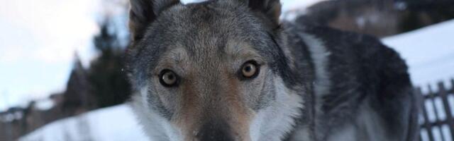 Neočekivana zvezda Olimpijskih igara: Pas Nazgul je oduševio sve