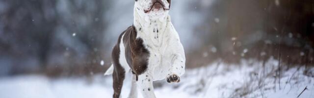 Pas sa "staklenim očima" postao svetska senzacija:  Ne podnosi strance, ali decu voli i štiti više od svega