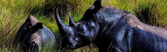 Posle 40 godina beli nosorozi koji su bili istrebljeni krivolovu, vraćeni u divljinu Ugande