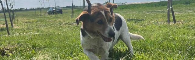 Udomi, ne kupuj: Pegica je vrlo umiljat i ogromna je maza