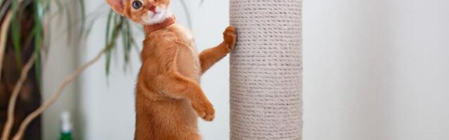 Tako je prosto i lako: Najjednostavniji način da pomognete svojoj mački da živi duže, tvrdi istraživanje