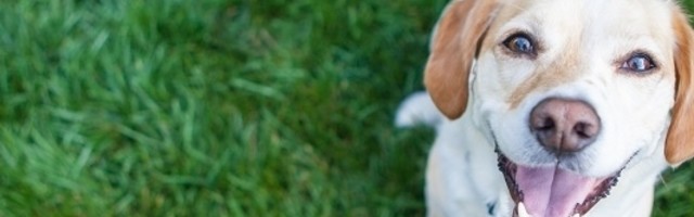 Ukoliko želite da nabavite psa, neke stvari morate znati