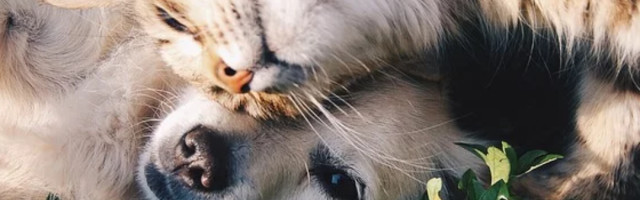 Treba li vakcinisati kućne ljubimce protiv korona virusa?