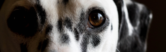 NAUČNICI IZNENAĐENI: Psi mogu da nanjuše koronavirus