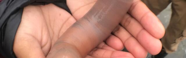 Amerikance oduševili nasukani morski penisi