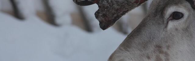 VIDEO: Oči irvasa rade nešto neverovatno kada dođe zima