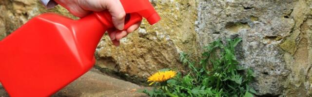 Baštovani kriju ovaj trik: 1 sredstvo iz kuhinje uništava korov zauvek - dvorište kao novo za 1 dan