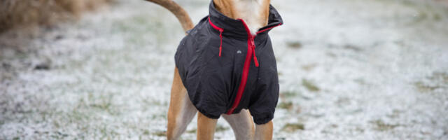 Kabanice za pse lutalice: Napravljene od vodootpornog materijala, kojeg se nikada ne biste dosetili (VIDEO)