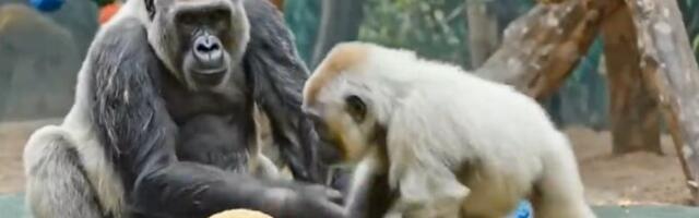 Dirljiv prizor iz divljine: Mlade gorile zagrlile bebu, retkog oblika albino gorile (VIDEO)