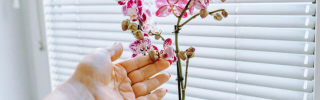 Orhideja prema Feng šuiju: zdravlje i prosperitet