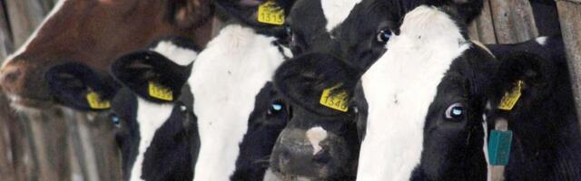 Počela javna rasprava o Nacrtu zakona o hrani za životinje