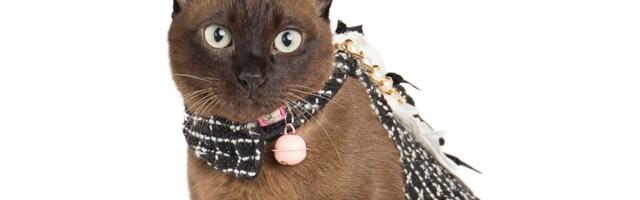 Sufalak, bakarna mačka sa Tajlanda: Koje tajne krije najređa rasa i zašto je toliko posebna?