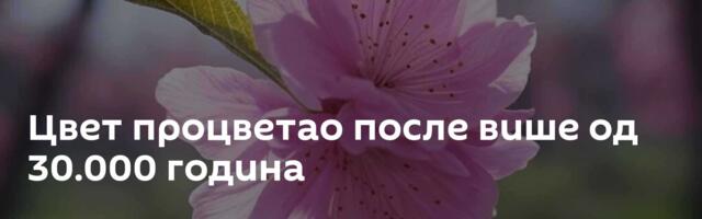 Цвет процветао после више од 30.000 година
