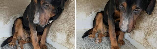 Upoznajte psa koji je odustao od svega: Njegova tišina u azilu u Kruševcu jača je od hiljadu laveža