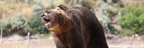 VIDEO: Pijani Poljak protiv medveda